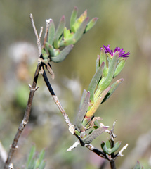 Delosperma testaceum