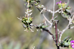 Delosperma testaceum