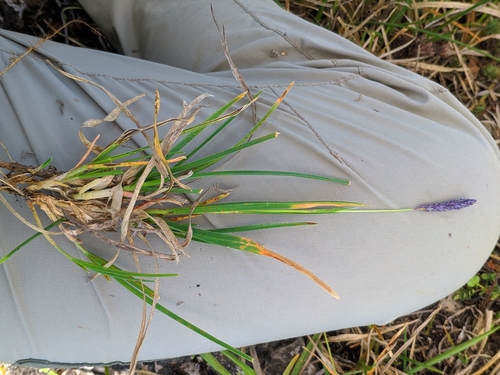 Sesleria argentea, photograph 4