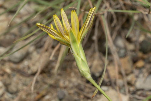 Image of Pseudopodospermum elatum by (c) Eleftherios Katsillis, some rights reserved (CC BY)