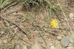 Pseudopodospermum elatum