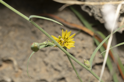 Image of Pseudopodospermum elatum by (c) Eleftherios Katsillis, some rights reserved (CC BY)