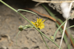 Pseudopodospermum elatum