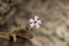 Silene sedoides