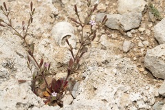 Silene sedoides