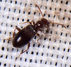 Ischyropalpus