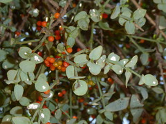 Viscum rotundifolium
