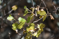 Ribes tortuosum