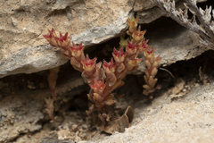 Sedum litoreum