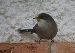 Curruca melanocephala