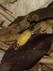 Lamprohiza mulsantii