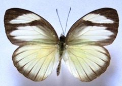 Itaballia demophile centralis