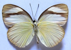 Itaballia demophile centralis