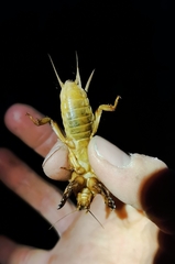 Gryllotalpa vineae