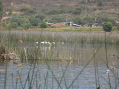 Phoenicopterus chilensis