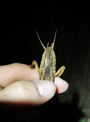 Gryllotalpa vineae
