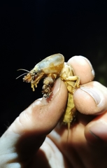 Gryllotalpa vineae