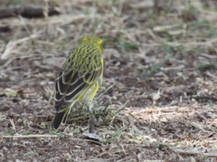 Crithagra mozambica