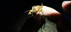 Gryllotalpa vineae