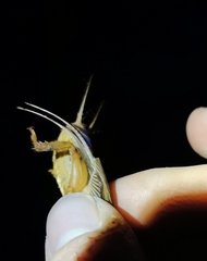 Gryllotalpa vineae