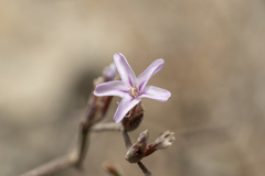 Limonium quinnii