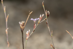 Limonium quinnii