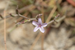 Limonium quinnii