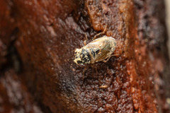 Geocoris megacephalus