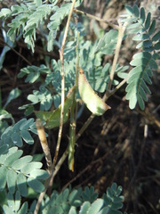 Pomaria jamesii