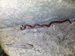 Sinomicrurus macclellandi macclellandi
