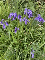 Hyacinthoides non-scripta