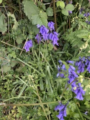 Hyacinthoides non-scripta