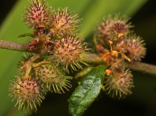 Triumfetta rhomboidea