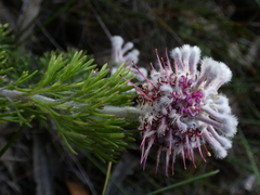 Paranomus abrotanifolius