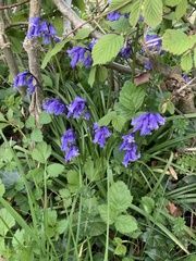Hyacinthoides non-scripta