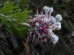 Paranomus abrotanifolius