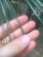 Chionaspis pinifoliae