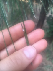 Chionaspis pinifoliae