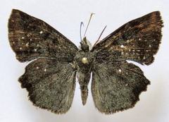 Antigonus erosus