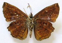 Antigonus erosus