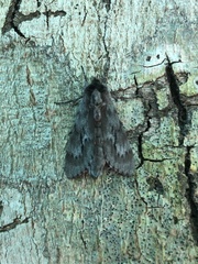 Lapara coniferarum