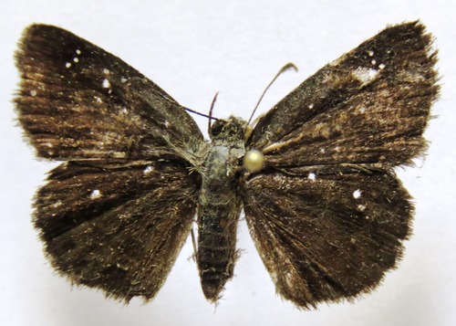 Staphylus caribbea