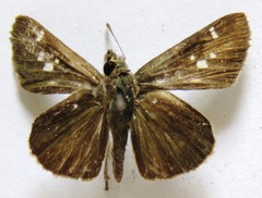 Lerodea arabus