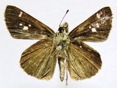 Lerodea arabus