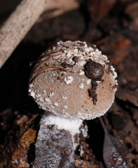 Amanita farinacea