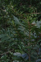 Harpephyllum caffrum