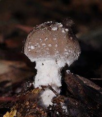 Amanita farinacea