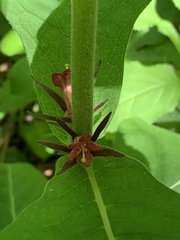 Triosteum perfoliatum
