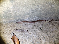 Sinomicrurus macclellandi macclellandi