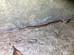 Sinomicrurus macclellandi macclellandi